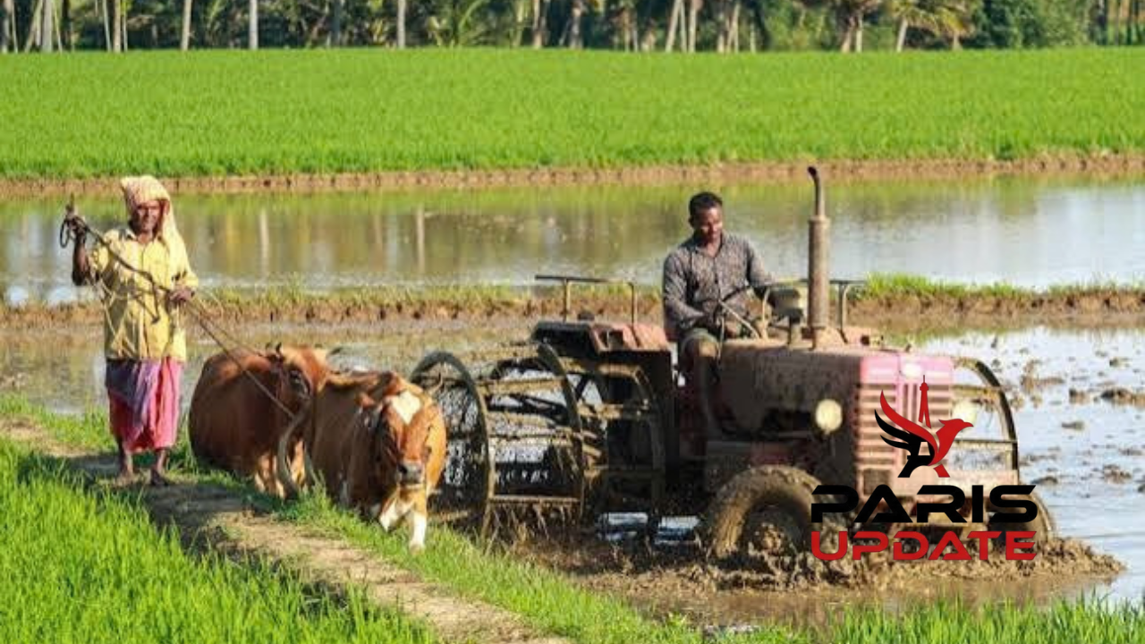 Agriculture vivrière